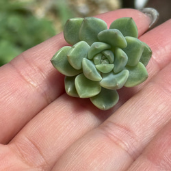 七福美尼(6-25)＊多肉植物＊抜き苗 多肉植物 ＊N＊ 通販 18697739