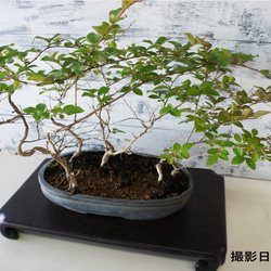 盆栽 『サツキ（珍山）』 花 和風 インテリア 園芸 ガーデニング
