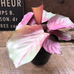 アグラオネマ ロータス デライト「Aglaonema Lotus Delight」 観葉植物