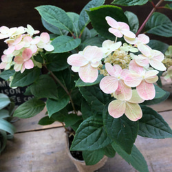 アンヤマニートリカラー♡アグラオネマ♡希少♡観葉植物 アート