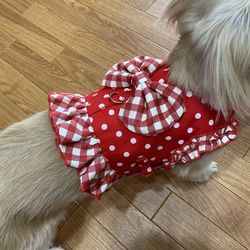小型 犬 ハーネス のおすすめ人気通販 検索結果｜Creema(クリーマ