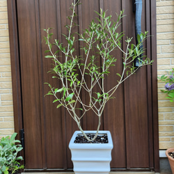 オリーブの木 エルグレコ ホワイト石膏鉢植え シンボルツリーに♪ 苗