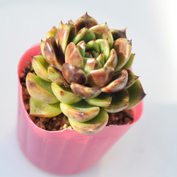 多肉植物 ピクシープラム 韓国苗 多肉植物 pariʚ❤︎ɞtaniku