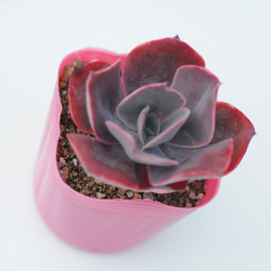多肉植物 ピクシープラム 韓国苗 多肉植物 pariʚ❤︎ɞtaniku
