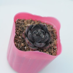 多肉植物 ピクシープラム 韓国苗 多肉植物 pariʚ❤︎ɞtaniku