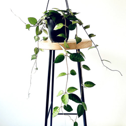 希少》ノンリーフ ストレリチア ユンケア 観葉植物 calm cafe 室内