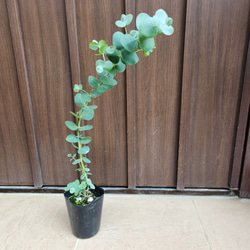 ボリューム大苗 ヘアピンバンクシア スピヌロサ 鉢植え 苗木 ワイルド