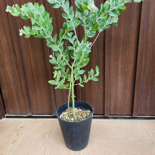 可愛い♪ パールアカシア 鉢植え ミモザ苗 オージープランツ 盆栽
