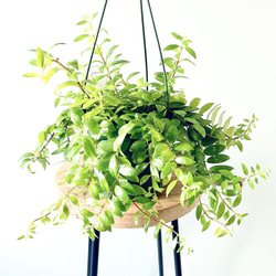 希少》フペルジア スワンテイル ハンギング 観葉植物 calm cafe 多肉