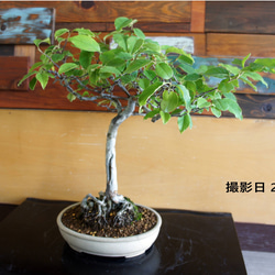 盆栽 『サツキ（珍山）』 花 和風 インテリア 園芸 ガーデニング