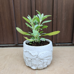可愛い♪ユーカリ ポポラス テラコッタ鉢植え 苗 シンボルツリーに