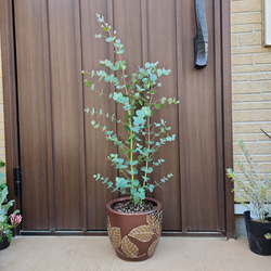 可愛い♪ユーカリ ポポラス テラコッタ鉢植え 苗 シンボルツリーに