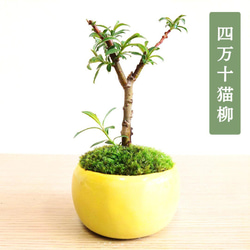 POTOCO ピラカンサス ピラカンサ観葉植物 植物 陶器鉢 盆栽 小品盆栽