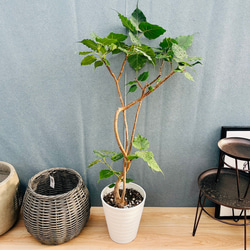 現品］30番 フィカス アルテシマ 曲がり 8号 観葉植物 室内 大型 ゴム