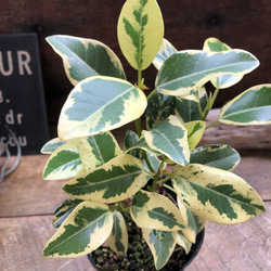 斑入りマドカズラ 希少 観葉植物Monstera Adansonii 'Variegata