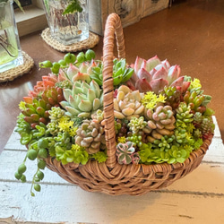 多肉植物寄せ植え 多肉 リメイク缶鉢 多肉植物 galleryk's GONZU 植物