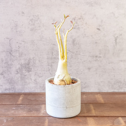 ≪ レア植物 ≫室内管理もオッケーなユーフォルビア・ブレビフォリアの