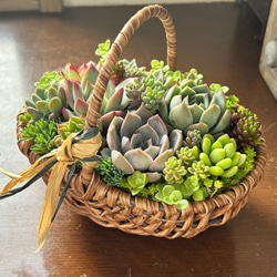 多肉植物寄せ植えそのまま飾れる 白ポット取って付き おしゃれポット