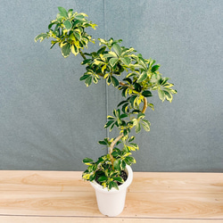 現品］【希少】モンステラ デリシオーサ 斑入り 黄斑 観葉植物 室内