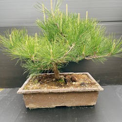 現品］【希少】モナデニウム マグニフィカム 観葉植物 レア 珍奇植物