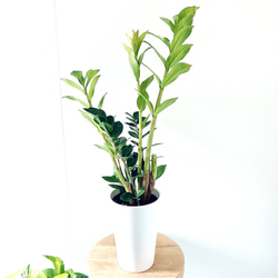 希少】12. シェフレラ ウォルシー 曲がり 5号鉢67cm 多肉植物 calm