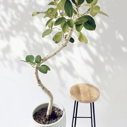 ノンリーフ（ストレリチア ユンケア） 観葉植物 calm cafe 希少》ノンリーフ ストレリチア ユンケア 観葉植物 calm cafe 室内