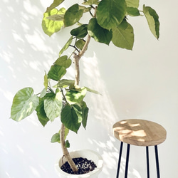 フィカス アルテシマ 沖縄産 極太 曲がり 一点物 calm cafe 多肉植物
