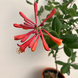 ポニーテール＊トックリラン＊人気のインテリアグリーン＊観葉植物