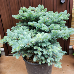 ユーカリ グニー アンティーク風テラコッタ鉢植え 苗 盆栽 fleurir