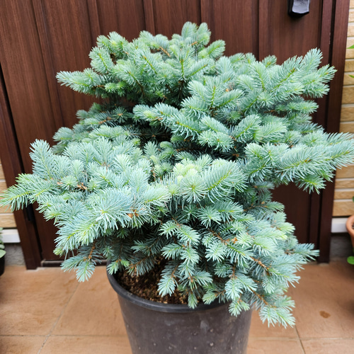 プンゲンストウヒ　グロボーサ　大型鉢植え　苗 大型 プンゲンストウヒ グロボーサ ポット鉢植え 美樹形 シルバー