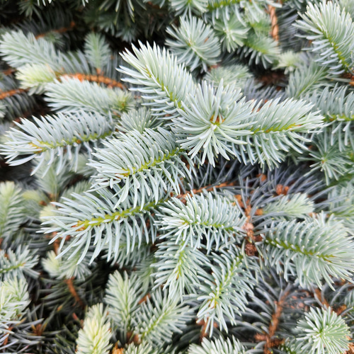 大型 プンゲンストウヒ グロボーサ ポット鉢植え 美樹形 シルバー