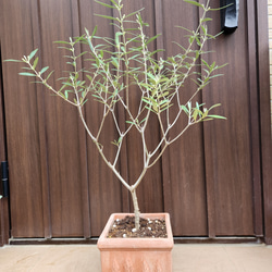 Souju 創樹 オリーブの木 ミッション 石膏鉢植え 観葉植物 苗 盆栽