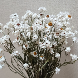 カワラハハコ ドライフラワー 200g 雄花 ドライフラワー Fine 通販