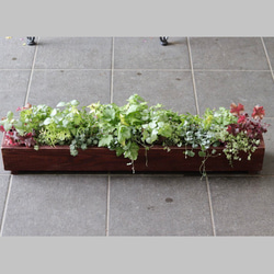 大人気商品♪大きなウッドプランターのカラーリーフ寄せ植え その他