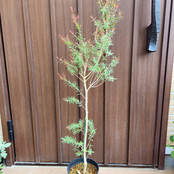 再販 オリーブの木 エルグレコ ワイルドロックテラコッタ鉢植え 苗