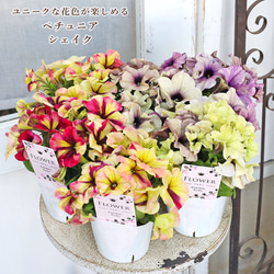 花苗 常緑樹 メラレウカ・ティーツリー トピアリー仕立て 4号ポット