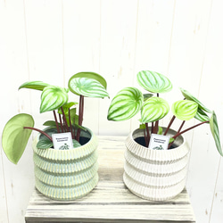 光触媒 人工観葉植物 ウォールグリーン フェイクグリーン フラワー
