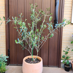 オリーブの木 エルグレコ 壺型テラコッタ鉢植え 観葉植物 シンボル