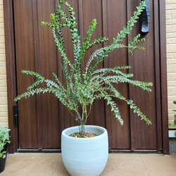月桂樹 ローリエ 大きめ♪お洒落鉢植え 苗 シンボルツリー その他