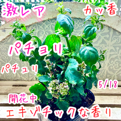 八重咲きローマン 苗 ダブルフラワーカモミール 3.号 元苗 カモミール