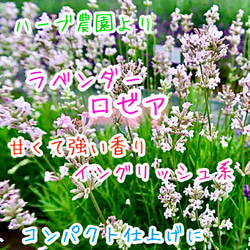 八重咲きローマン 苗 ダブルフラワーカモミール 3.号 元苗 カモミール