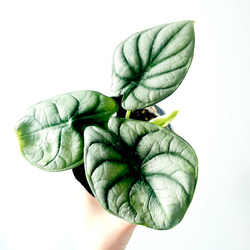 希少》ノンリーフ ストレリチア ユンケア 観葉植物 calm cafe 室内