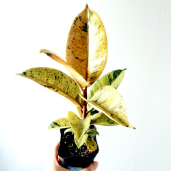 希少》ノンリーフ ストレリチア ユンケア 観葉植物 calm cafe 室内