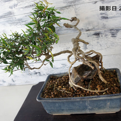 盆栽 『次郎柿』実 和風 インテリア 園芸 花 ガーデニング おしゃれ