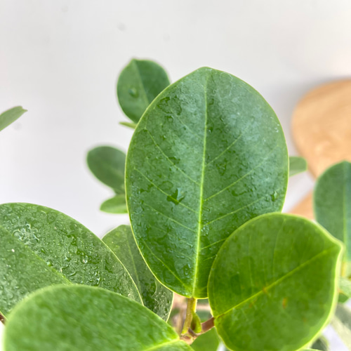 パンダガジュマル 28【現品】☆希少☆ 観葉植物 大型 その他インテリア