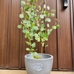 可愛い♪ユーカリ ポポラス テラコッタ鉢植え 苗 シンボルツリーに