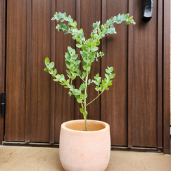 月桂樹 ローリエ 大きめ♪お洒落鉢植え 苗 シンボルツリー その他