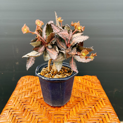 現品］33番 フィカス ベンガレンシス 曲がり 8号 観葉植物 室内 大型
