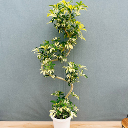 ［現品］【希少】F1 フィカス　グランディス　8号　観葉植物　室内　大型　レア 現品］【希少】☆おすすめ☆ 89番 フィカス グランディス 曲がり 8号