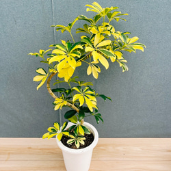 現品］【希少】モンステラ デリシオーサ 斑入り 黄斑 観葉植物 室内